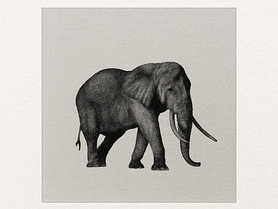 African Bush Elephant art art direction artist artwork illustration