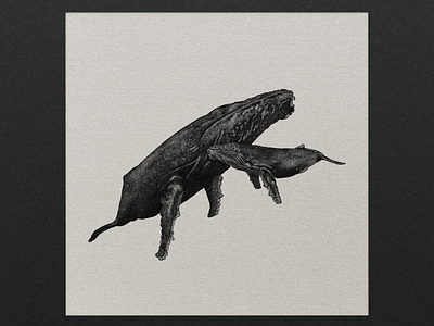 Humpback Whale Mother and Calf art illustration