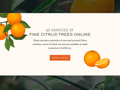 Citrus Illustrations citrus icons illustrations lemons nursey oranges shopify shopify plus