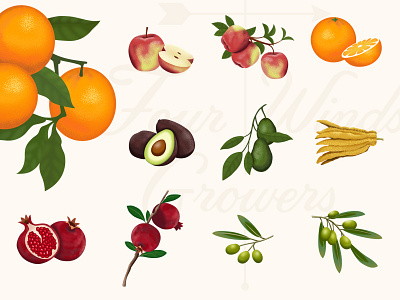 Four Winds Illustrations apple avacado design fruits illustration orange