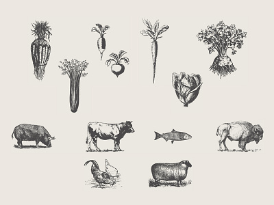 Wild Roots - Vintage Icons beef branding chicken design fish food graphic design iconography icons illustration meat pig vector vegetables vintage