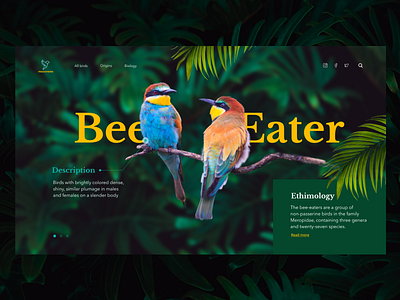 Birds animal animals birds colorful colors concept concept design daily ui dailyui dribbble dribbble best shot figma nature ui ui design uxui web design webdesign website website design