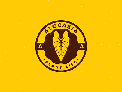 Alocasia