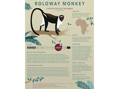 Roloway Monkey