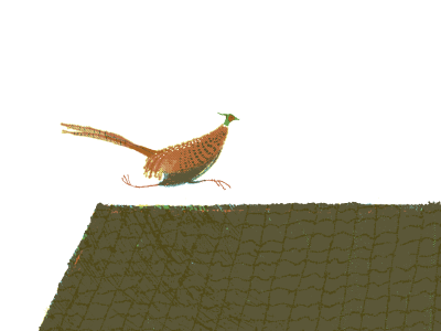 Pheasant On The Roof illustration pheasant the tree house press tthp