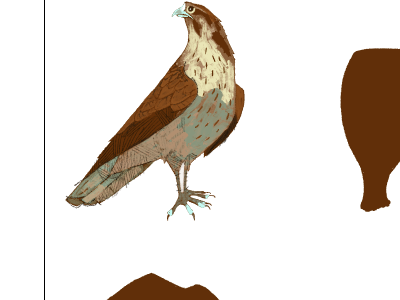 F is For Falcon animal falcon hawk illustration marc aspinall the tree house press tthp