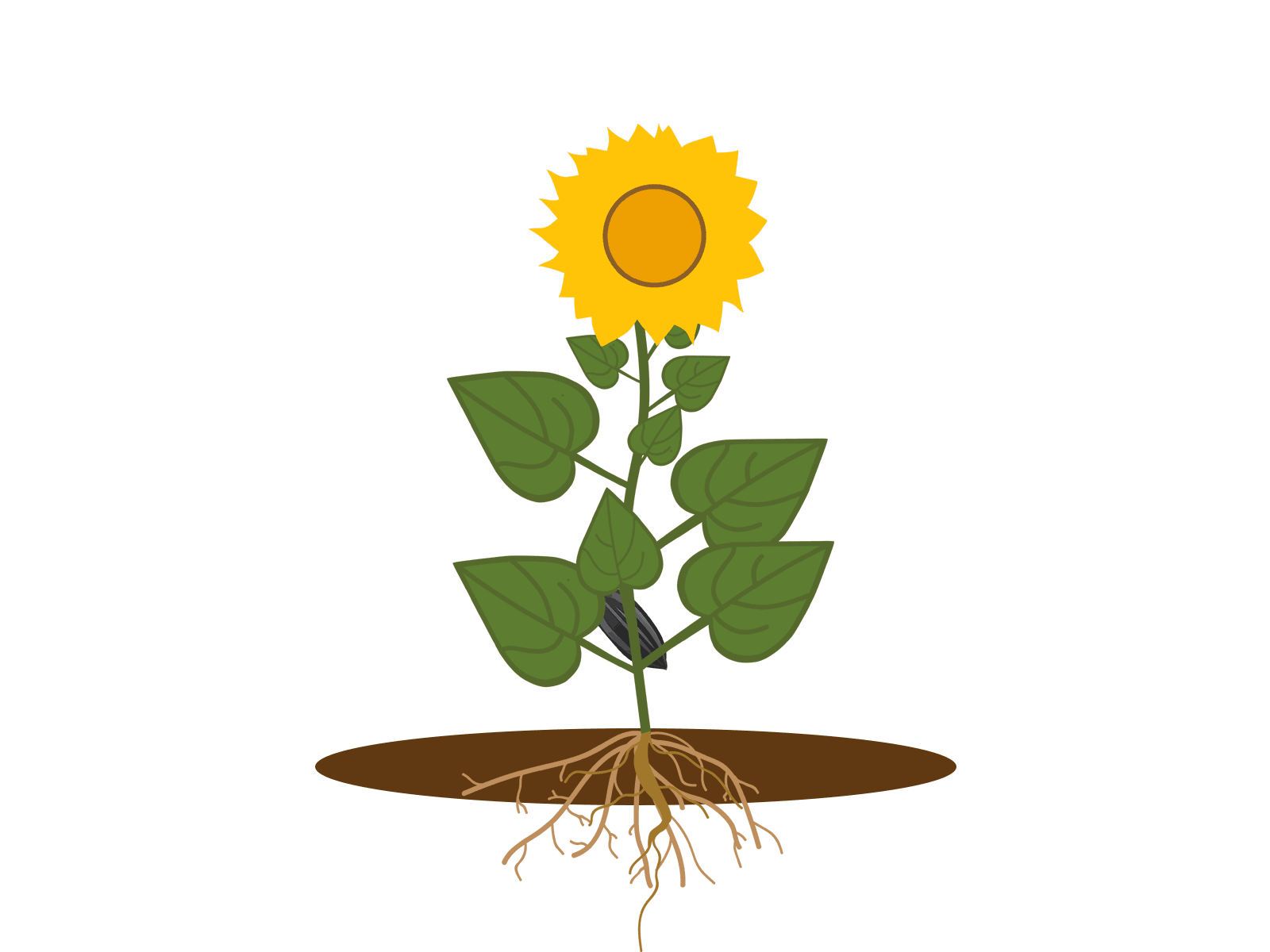 Animation of The Life Cycle of a Sunflower animation cycle illustration ui ukraine ukraine symbol