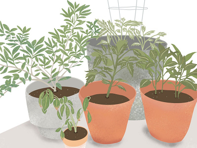 U + O First Garden design garden gardening illustration illustrator plant plants procreate