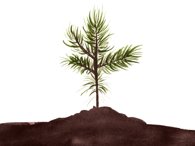 poster illustration detail green ink pine plant sapling tree truth and reconciliation watercolour