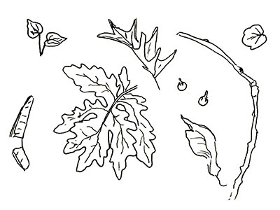 plants drawing forest ink leaves line drawing plants sketch