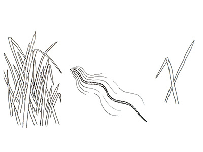 swimming snake croatia drawing illustration lake plitvice reeds sketchbook snake swimming water
