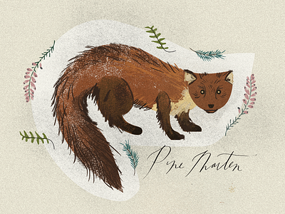 Pine Marten animals scotland