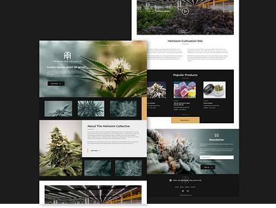 The Heirloom Collective branding cannabis design figma hero site style ui ux web web design webdesign