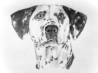 Ivy the Dalmatian blackandwhite dalmatian drawing pencil portrait sketch spots