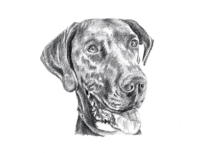 Vader the Great Dane dog greatdane pencil pencil drawing pencil sketch pet portrait vader