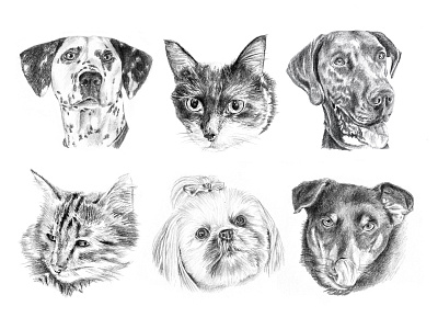 Animal Drawings animals cats dogs fur pencil pencil sketch pet portrait realism shading