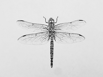 Dragonfly Sketch by Brian Collier on Dribbble