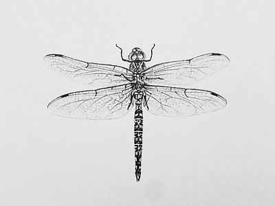 Dragonfly Sketch