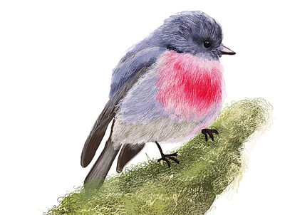 Rose Robin illustration art beautiful bird birds design draw hand drawn illustration nature ornithology pink poster vector