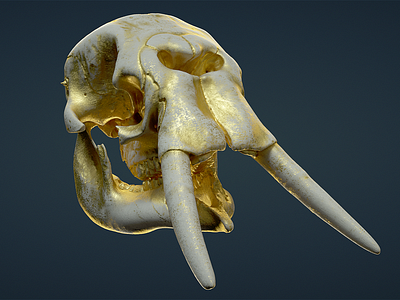Skull Elephant