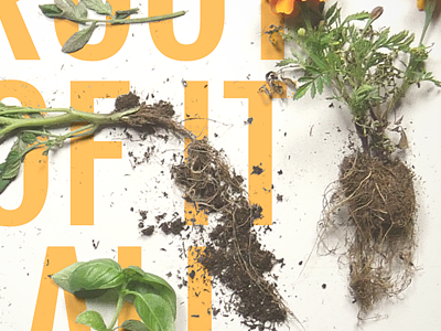 The Root Of It All work in progress dirt plants agriculture band music album