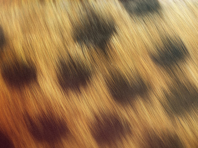 Chetaah 4d animal cat cinema fur hair textura texture tiger