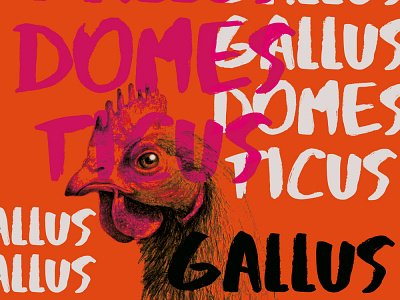 Gallus gallus affiche art chicken draw drawing illustration typography