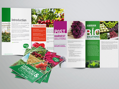 Amiran Catalog Design