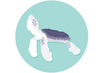 Sea Turtle illustration vector
