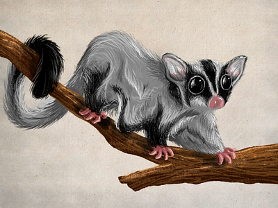 Sugar glider