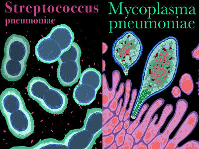 Streptococcus pneumonae and Mycoplasma pneumoniae bacteria design illustration medical science