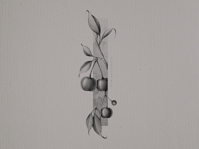 Cherry botanical floral graphic illustration