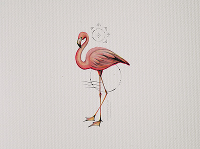 Flamingo animal bird flamingo graphic illustration pencil procreate