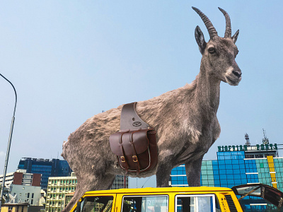 Goat in the city