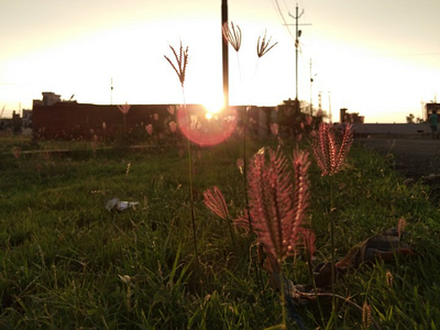 Evening sunset evening capture flower grass india national random capture sunset sunset in india sunshine