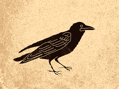 Blackbird bird black