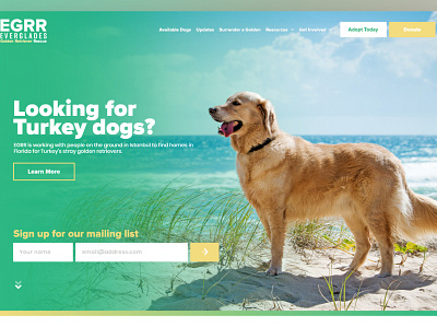 Everglades Golden Retriever Rescue adoption branding dog rescue dogs homepage non profit nonprofit rescue web design wordpress wordpress themes