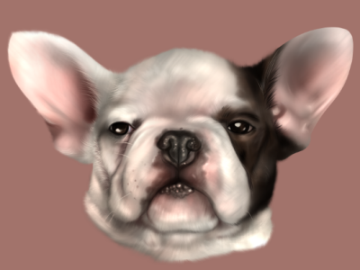 Bulldog Portrait