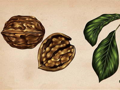Wallnut adobe photoshop botanical illustration botanics digital art digital painting illustration realistic wallnut