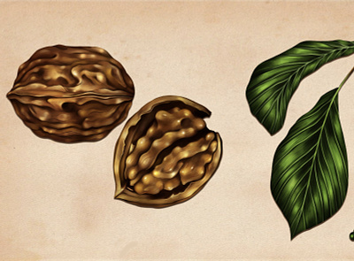 Wallnut adobe photoshop botanical illustration botanics digital art digital painting illustration realistic wallnut