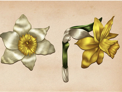Daffodil botanical illustration botanics digiral art digital painting flower plants realistic