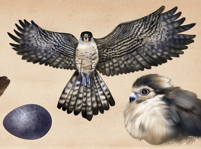 Blue Falcon animal illustration digital art digital painting realistic