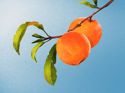 Peachy morning: Illustration drawing fruits illustration peach procreate textured
