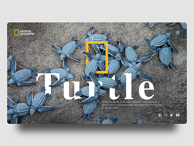 National Geographic Web Design