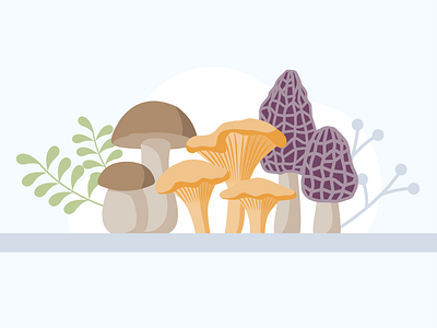 Medicinal mushroom illustration
