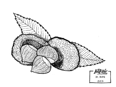 31. Ripe - Marker sketch chestnuts inktober inktober 2019 marker sketch ripe