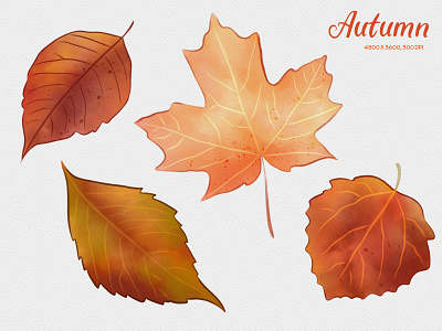 Autumn leaves autumn design digital handdrawing digital illustration digital painting digital watercolor digitalart digitalillustration digitalpainting drawing hand draw hand drawing illustration leaf leaves maple maple leaves painting procreate watercolor