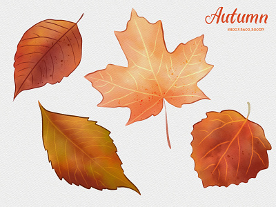 Autumn leaves