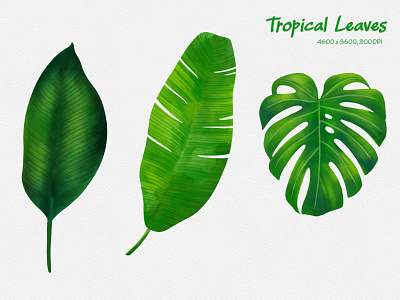 Tropical Leaves