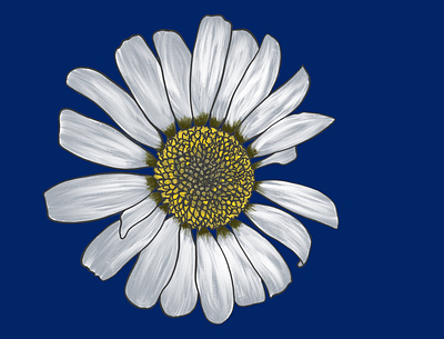Daisy daisy fleur floral flower illustration marguerite nature procreate